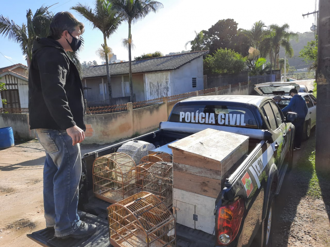 Polícia Civil apreende 32 aves nativas silvestres em residência, em Tubarão