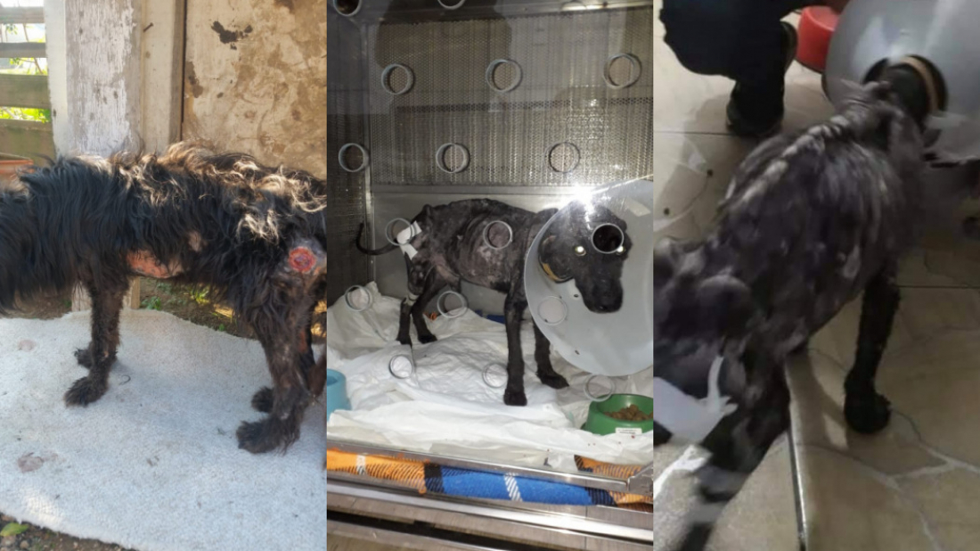 Tubarão: voluntários promovem vaquinha para salvar cãozinho vítima de maus tratos