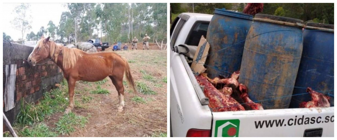 Carne de cavalo que seria vendida em feiras públicas é apreendida