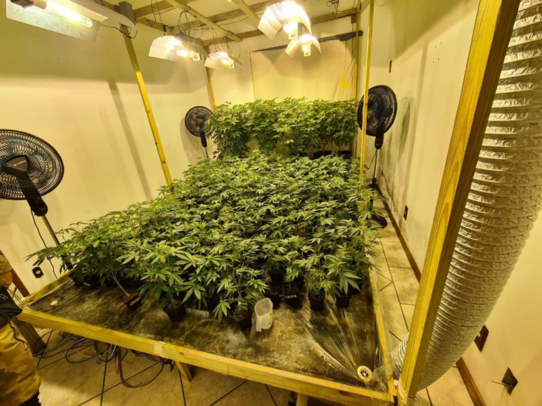 Em SC: Mais de mil pés de maconha são apreendidos em estufa caseira