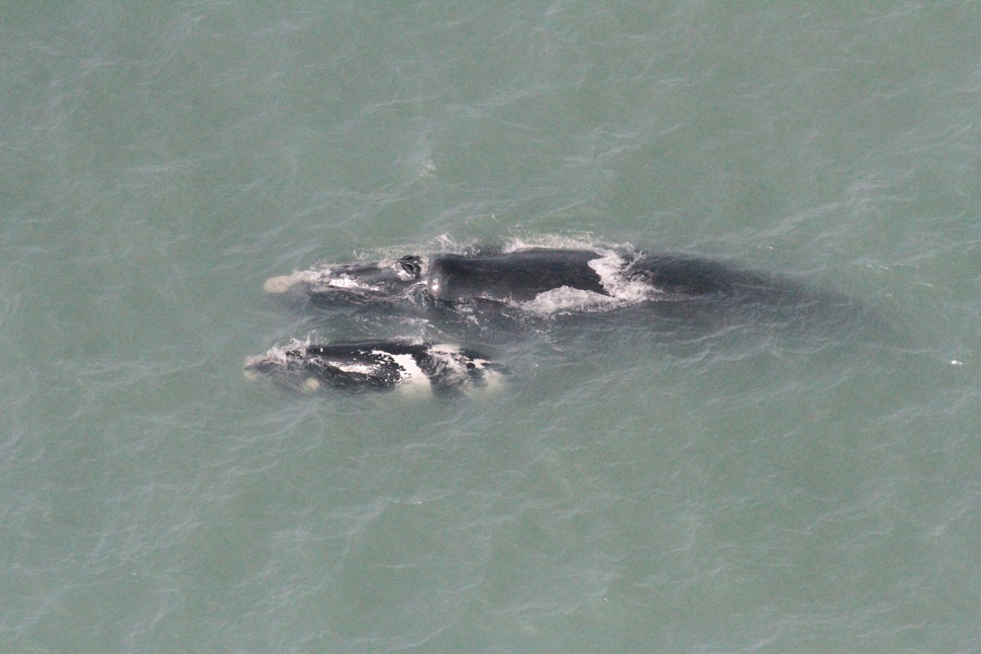 Sobrevoo de monitoramento registra 42 baleias-francas entre Santa Catarina e Rio Grande do Sul