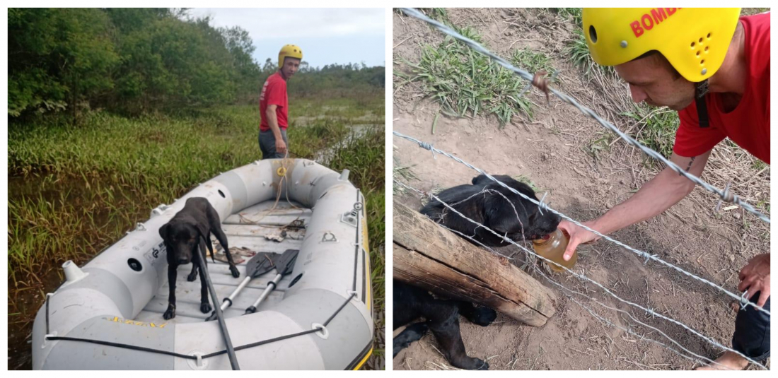 Cão acorrentado e abandonado em área isolada é resgatado pelos Bombeiros de Jaguaruna