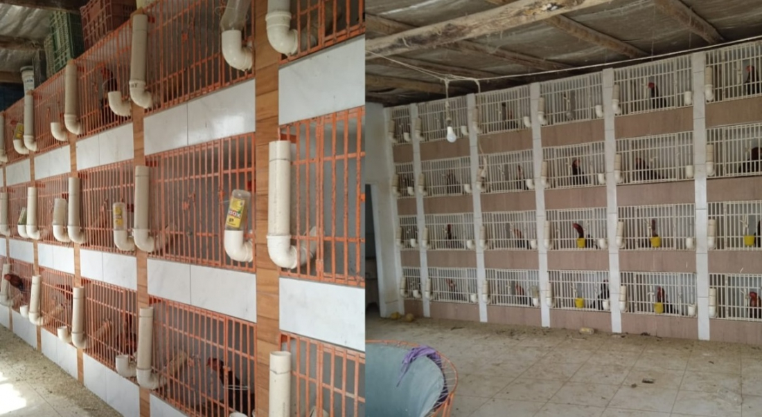 Urgente: 13 cães mortos são encontrados em cativeiro clandestino de Tubarão