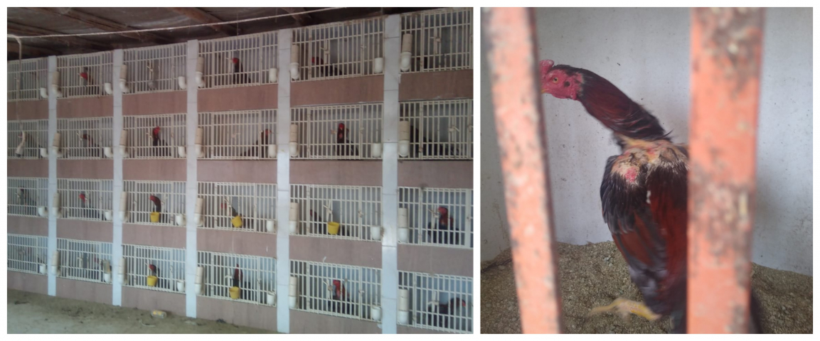 Galos de rinha apreendidos em operação policial são abatidos por decisão sanitária; cães, cavalo e porco resgatados foram para abrigo