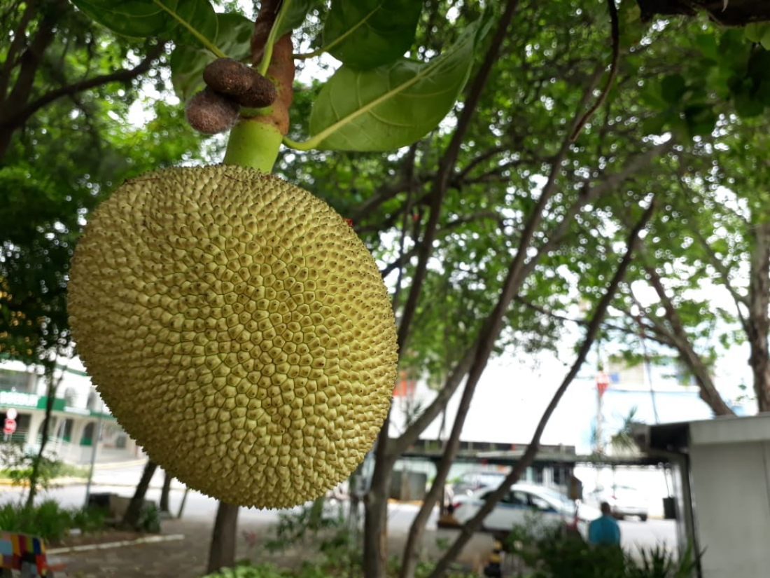 Cuidado para não enfiar o pé na jaca! No Centro de Tubarão, jaqueira esbanja seus frutos