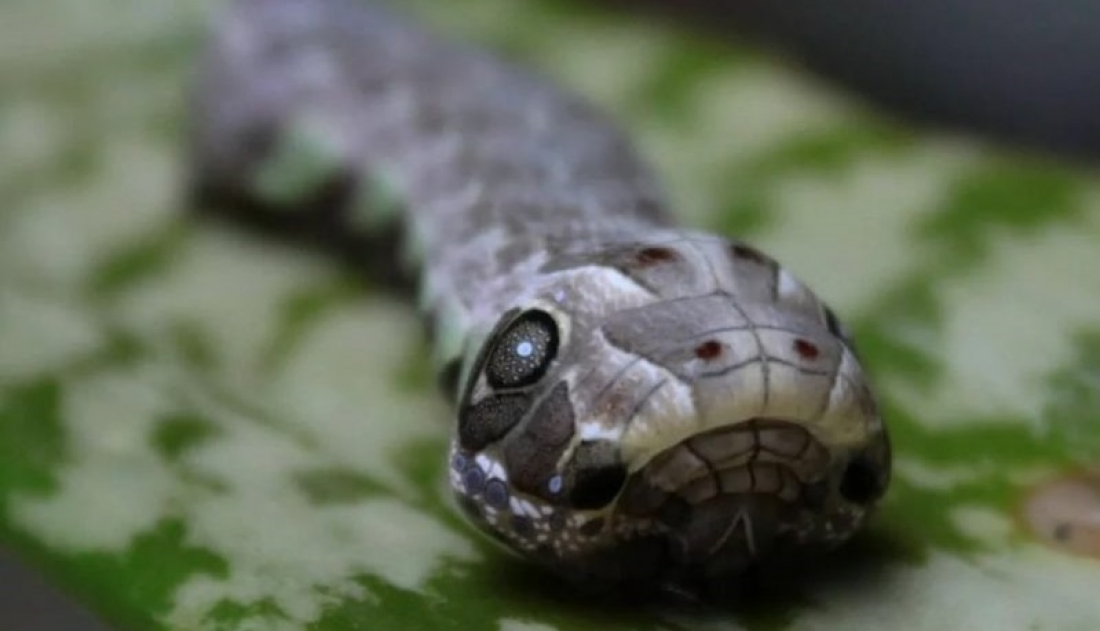 No País: bicho exótico assusta moradores em cidade do Paraná