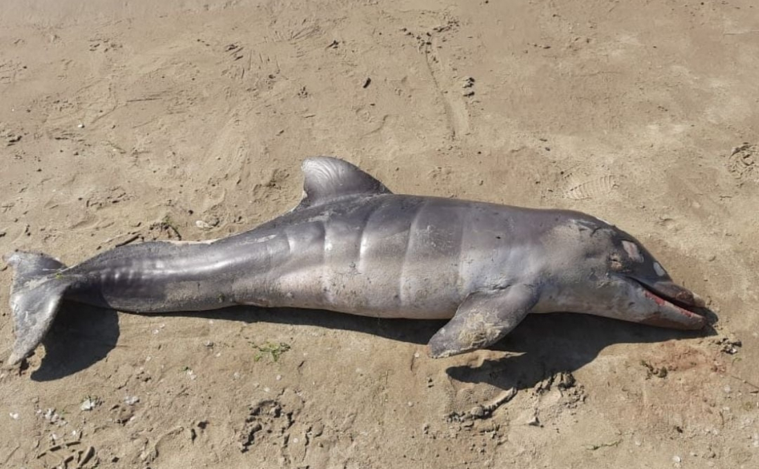 Necrópsia indica causa natural para morte de filhote de boto encontrado em Laguna