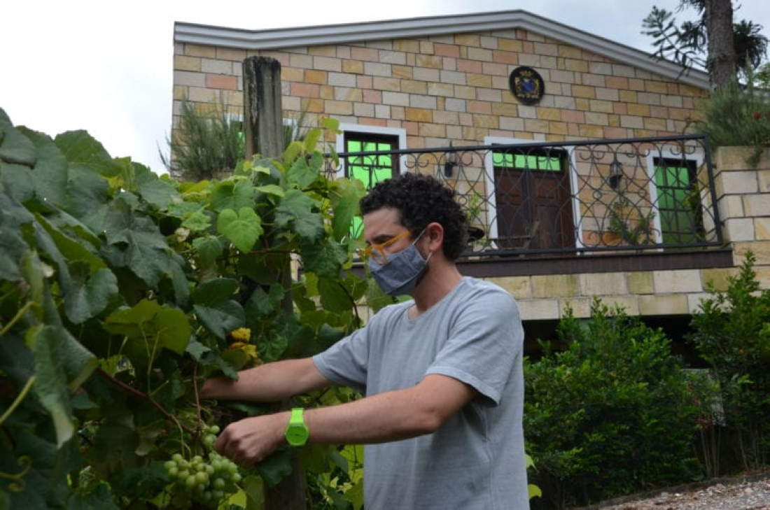 Vindima Goethe 2021 tem proposta de turismo consciente