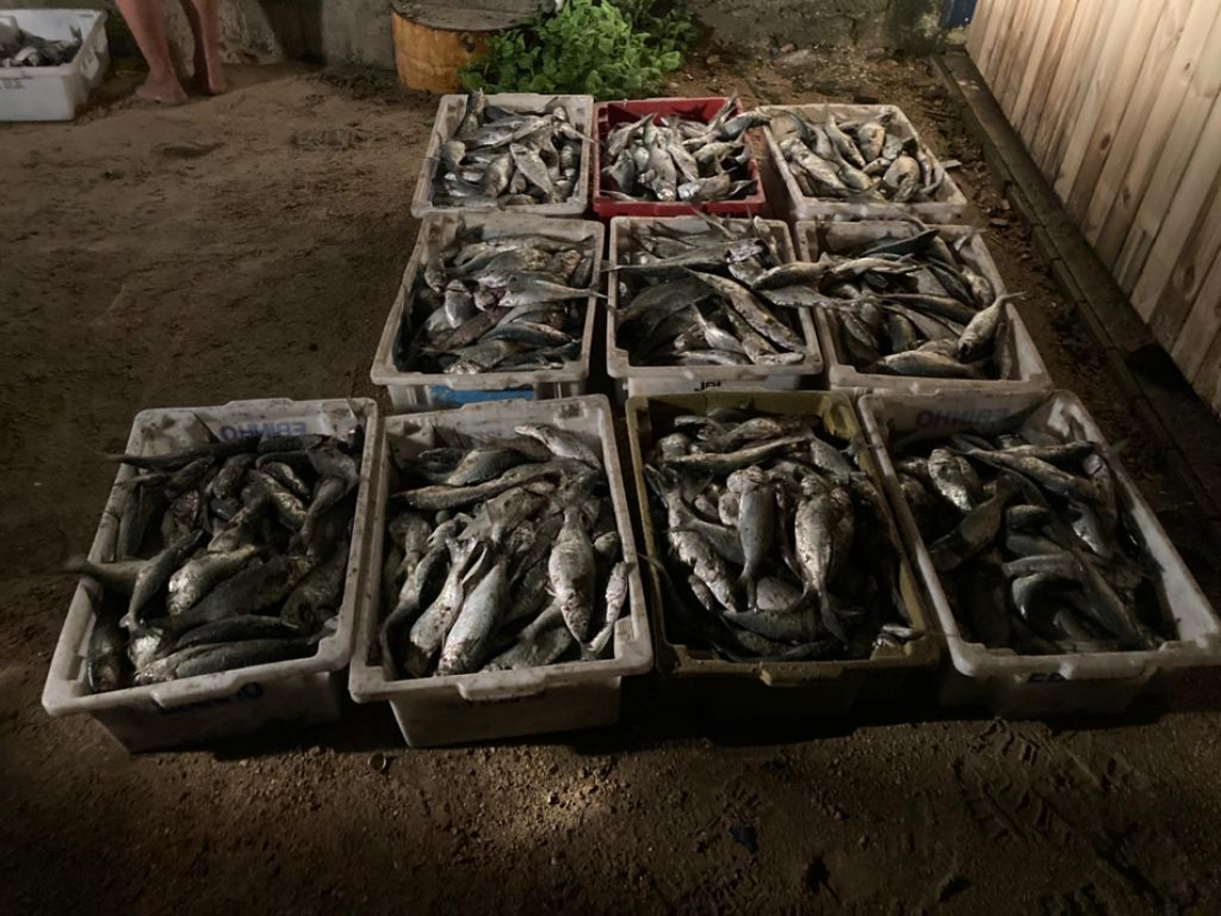 Polícia apreende mais de 600 quilos de peixe protegido pelo período de defeso em Imbituba