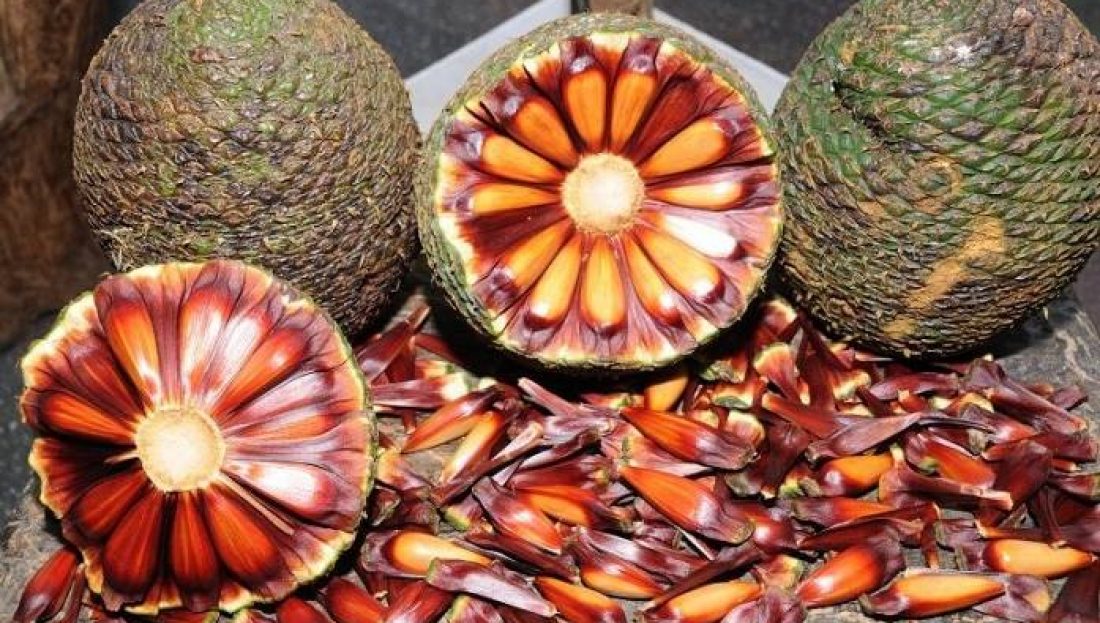 Polícia Militar Ambiental realiza ações para garantir o defeso do pinhão em SC