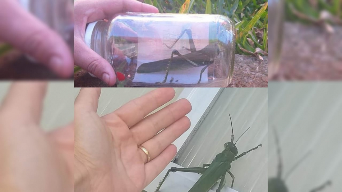 Gafanhotos gigantes assustam moradores de SC; insetos estão entre os maiores do mundo