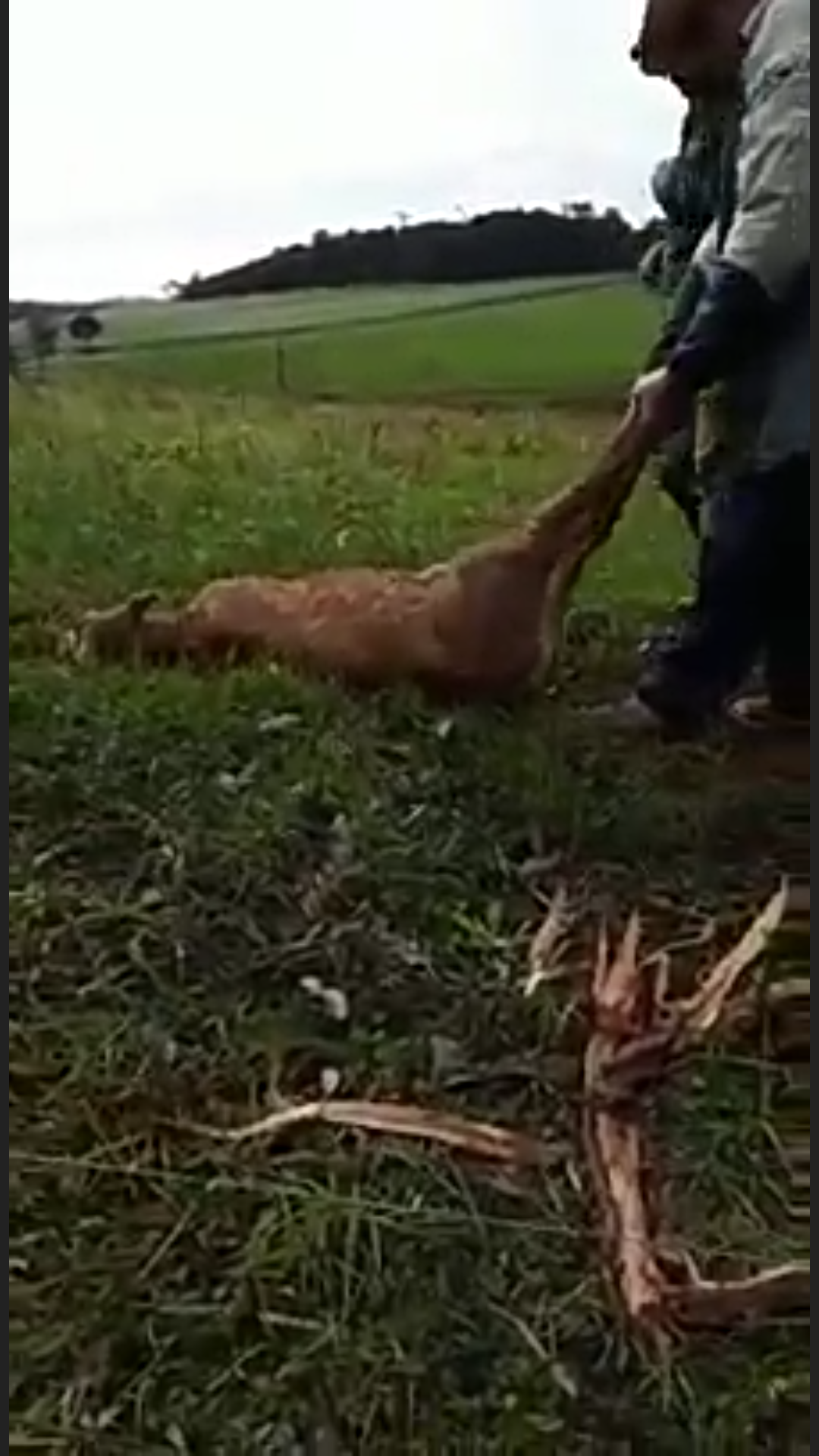 Raio cai no interior de Santa Catarina e mata vários animais #Triste