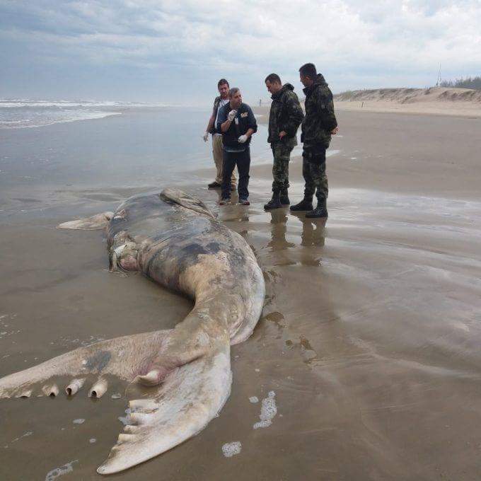 Filhote de baleia-franca é encontrado no Arroio #EmDecomposicao