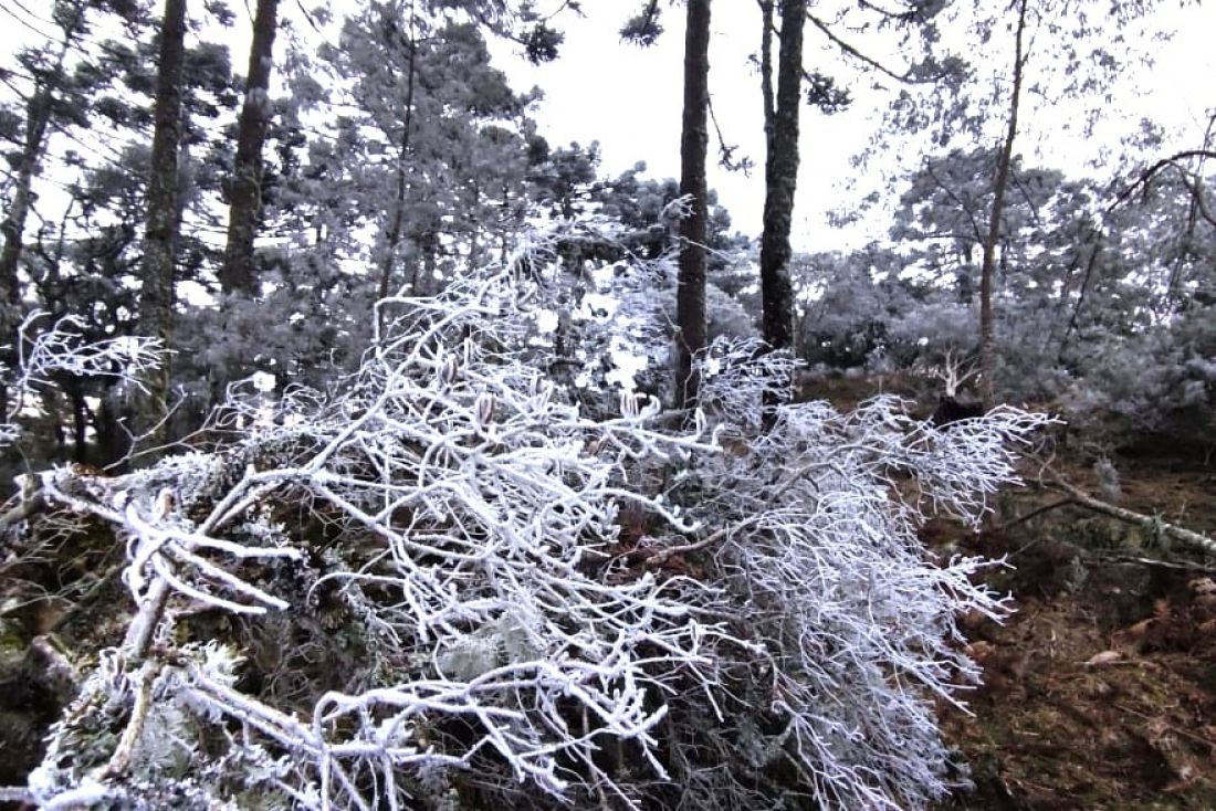 SC deve ter onda de frio extremo com riscos de mortes e congelamentos