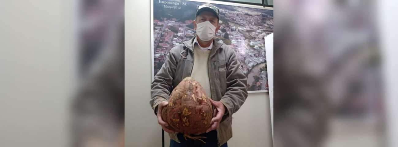 Em SC: agricultor colhe batata-doce de 5,6kg em Ituporanga