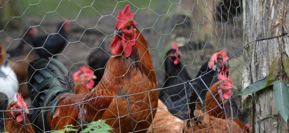 Homem morre eletrocutado na cerca de galinheiro em Tubarão