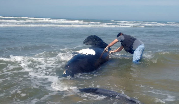 Filhote de baleia-franca é resgatado no Balneário Rincão #PreservacaoDaespecie