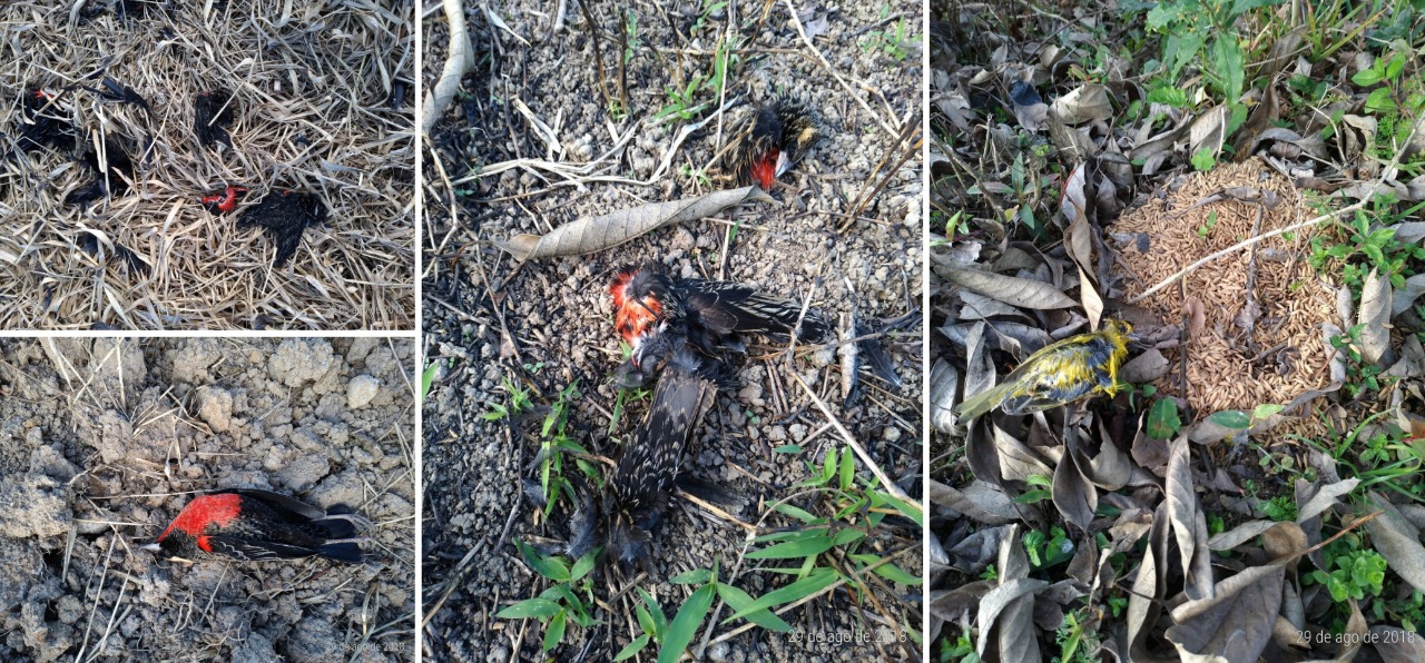 Crime ambiental: Mais de 300 pássaros mortos são encontrados #NoEstado