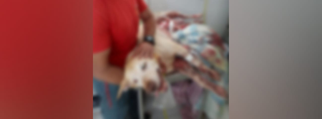 Cão se assusta com fogos de artifício, pula portão com pontas metálicas e morre após perfurações no abdômen