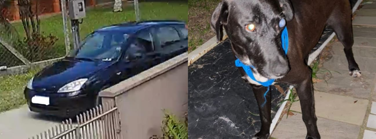 Polícia Civil indicia homem por disparo contra cão no bairro Perrixil, em Laguna