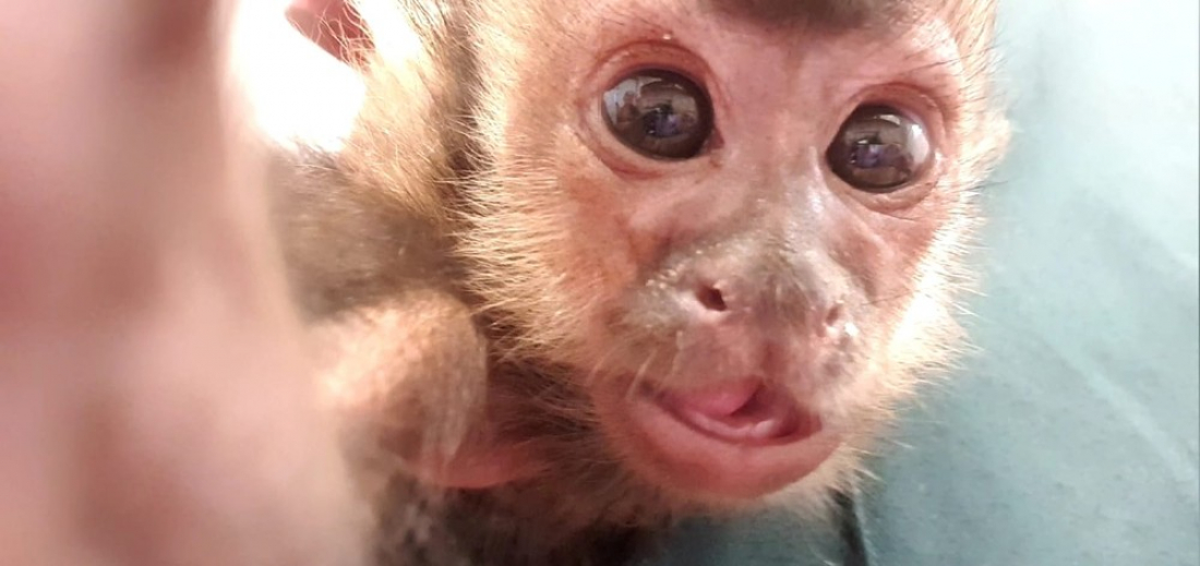 Em SC: filhote de macaco-prego bate mão na tela do celular e é registrado em foto que parece 'selfie'