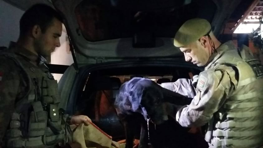 Violência: Morre cão baleado em homicídio contra o dono, um catador de recicláveis #NoEstado