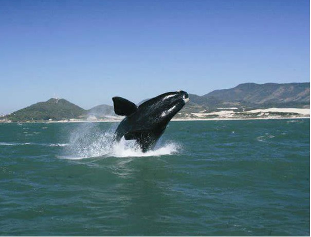 Contagem regressiva para a Semana Nacional da Baleia-Franca #PreservacaoAmbiental