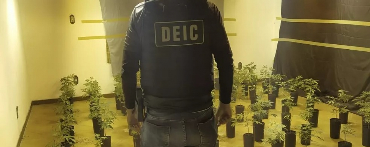 Em SC: plantação de skunk traficada no país pelo correio é descoberta em Florianópolis