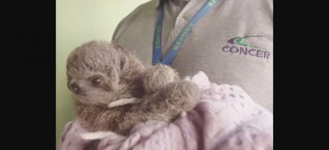 Brasil: filhote de bicho-preguiça é resgatado na BR-040, em Petrópolis
