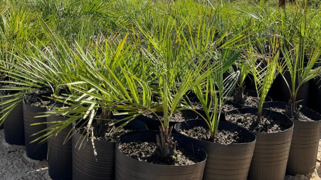 Projeto para preservação do Butia catarinensis avança mais uma etapa com a geração de centenas de novas mudas