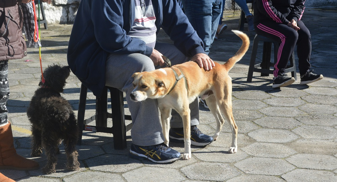 Mais de 100 animais são castrados no mutirão solidário em Jaguaruna
