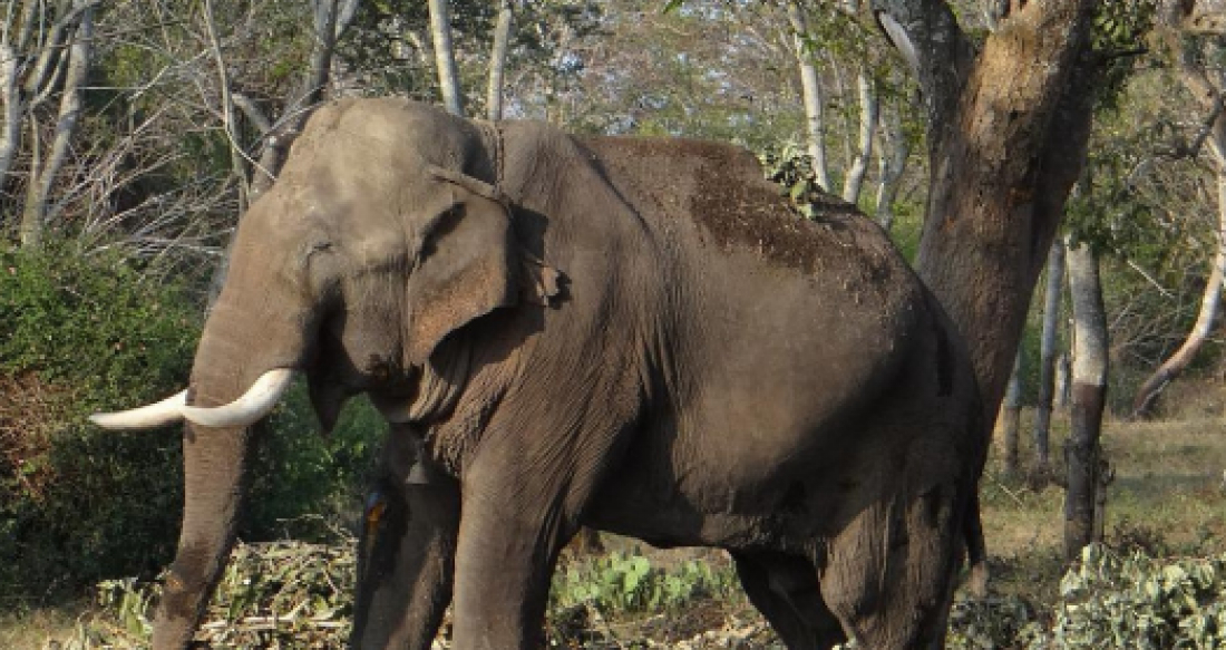 Elefante que pisoteou cadáver de mulher também destruiu a casa e matou as cabras dela