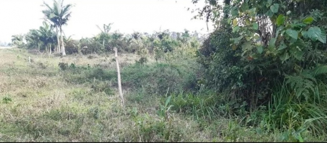 Em SC: crianças encontram corpo de homem enquanto brincavam