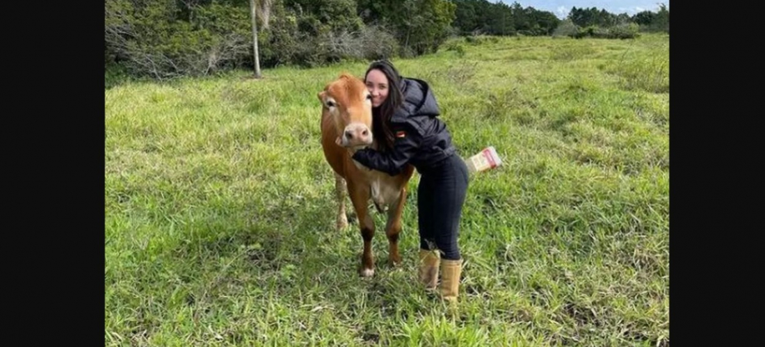 Boi de estimação roubado em Florianópolis é devolvido para tutora após campanha na web