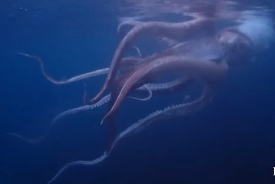 Mundo: lula gigante de 2,5 m é flagrada por mergulhadores no Japão
