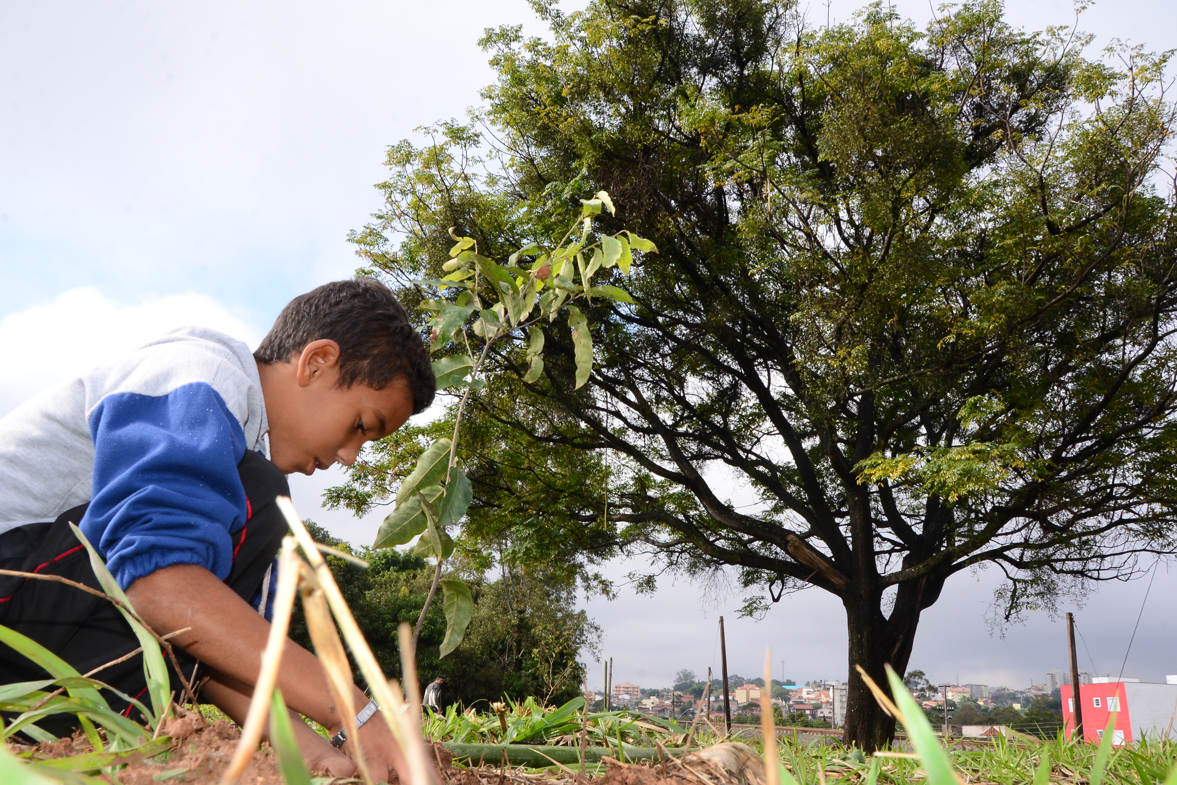 Dia da Árvore será comemorado com atividades de educação ambiental em Tubarão