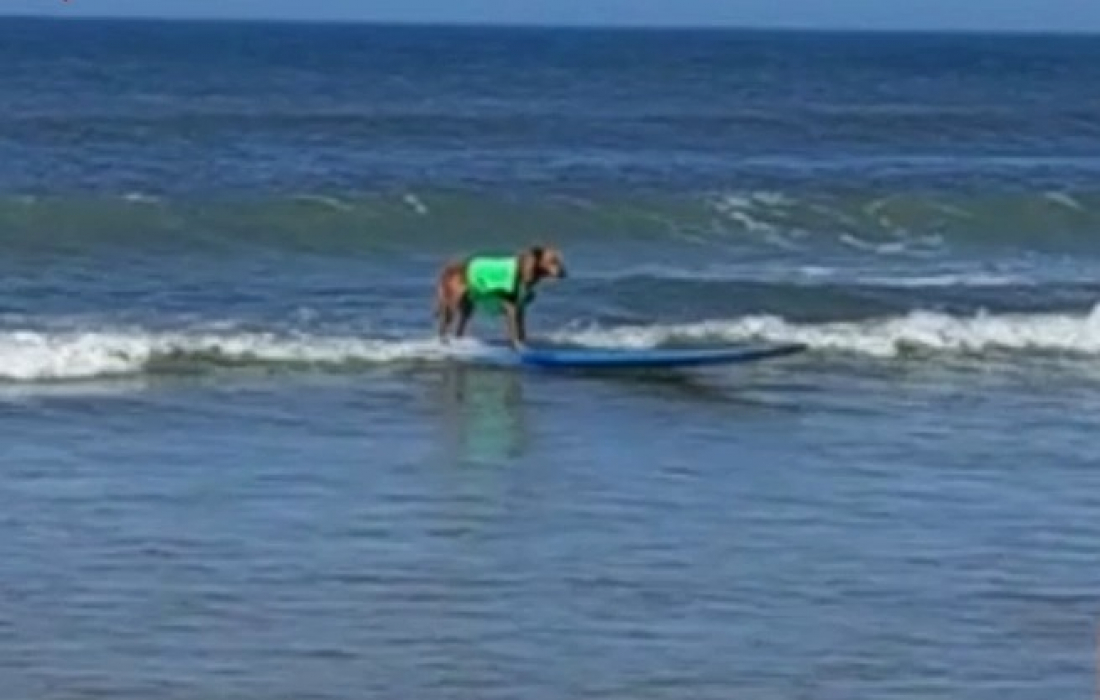 Vídeo de cachorro 'pegando onda' em praia faz sucesso na internet