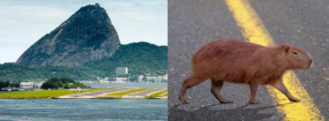 Capivara na pista atrapalha pouso no aeroporto Santos Dumont