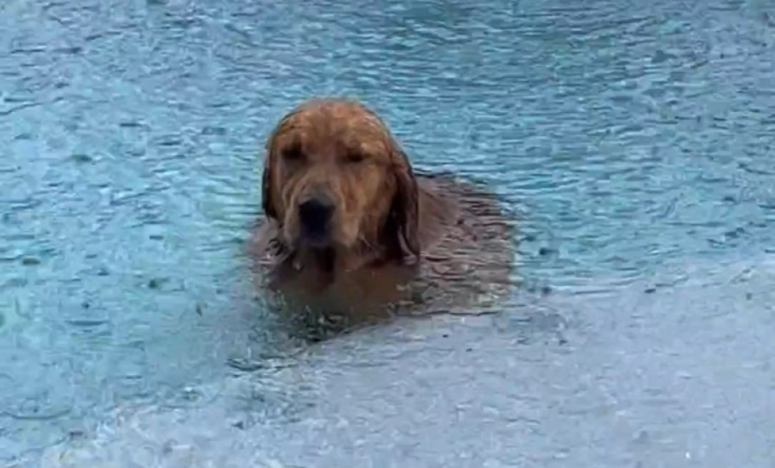 Cachorro apaixonado pela piscina faz drama por ninguém querer brincar com ele em dia de chuva