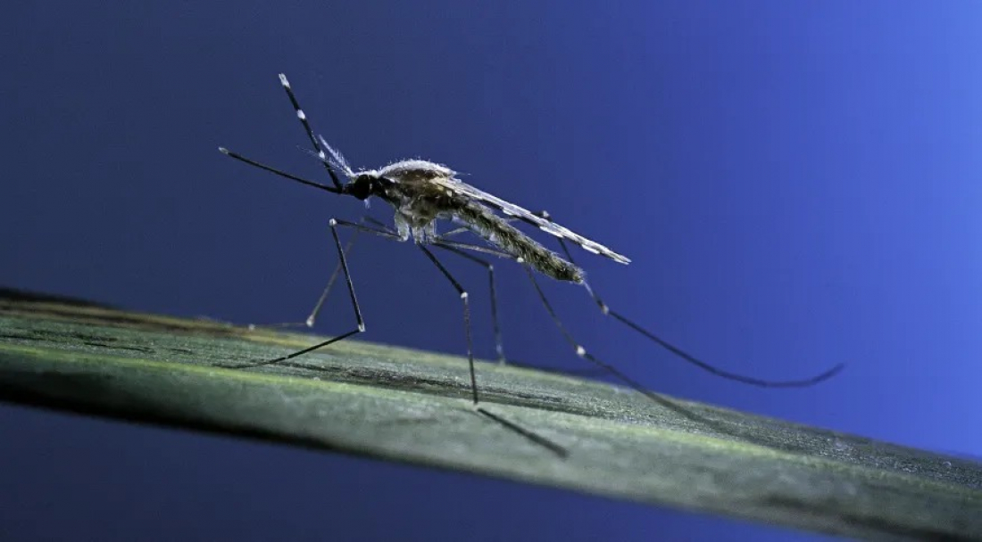 109 Focos do Aedes aegypti, Mosquito Transmissor da Dengue, são registrados em Tubarão