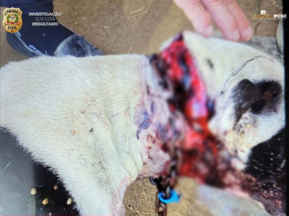 Polícia Civil de Tubarão investiga brutal agressão a cão após imagens chocantes circularem nas redes sociais
