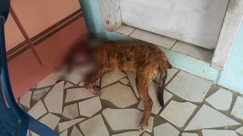 Polícia Militar resgata filhote de pitbull muito machucado em Camboriú