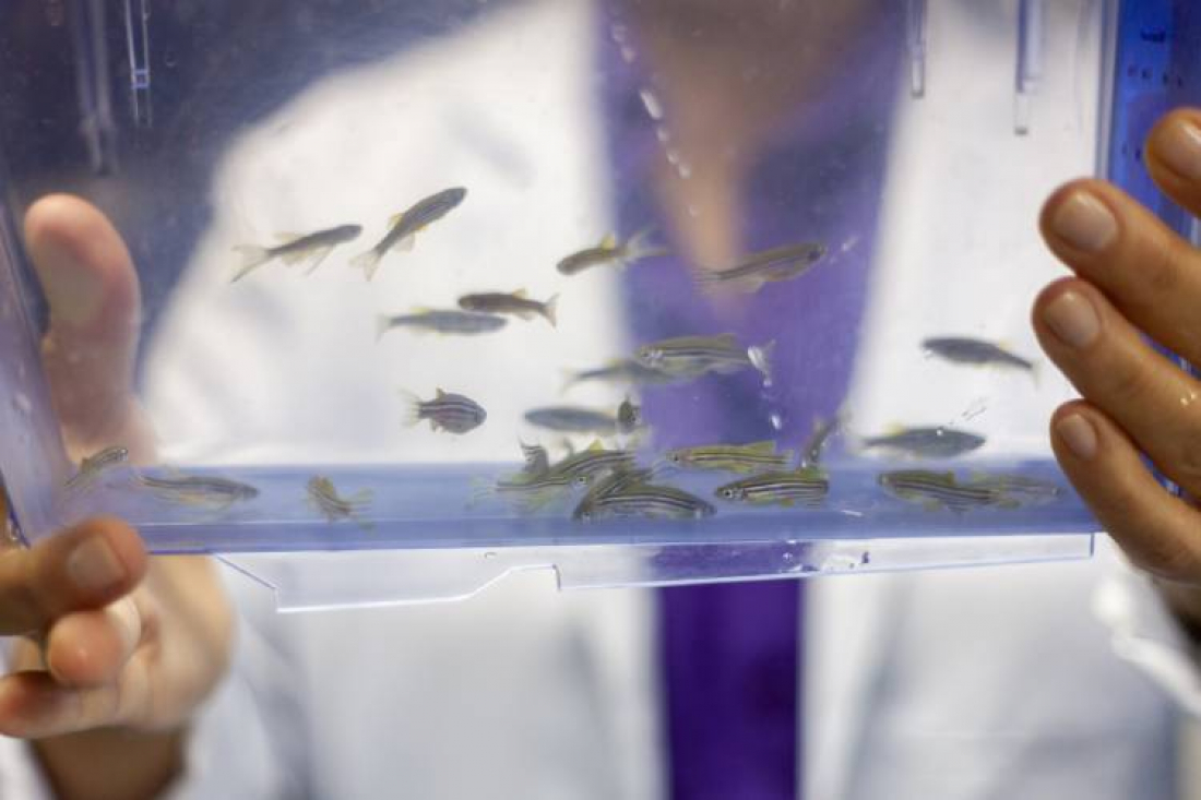 Asma: Pesquisa do Instituto Butantan aponta para o potencial de veneno de peixe no tratamento