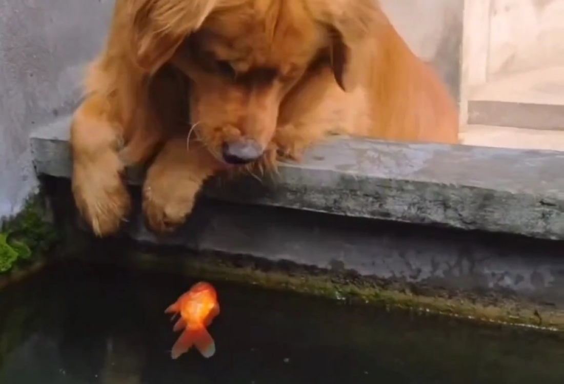 Cachorro em cena emocionante: tentativa desesperada de ressuscitar peixinho