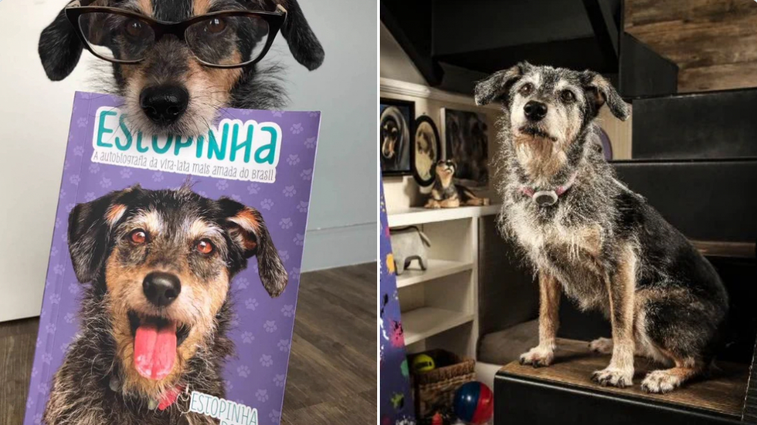 Estopinha, a pet influencer mais famosa do Brasil, morre aos 14 anos