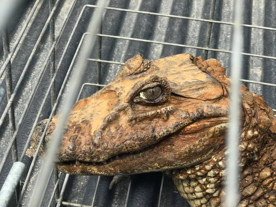 Jacaré é encontrado em quintal de casa, em Laguna