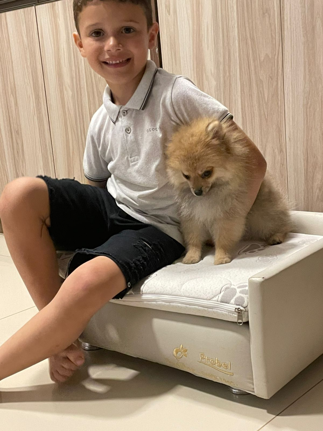 Criminosos roubam lar e levam filhote de Lulu da Pomerânia: assalto aconteceu em Sangão