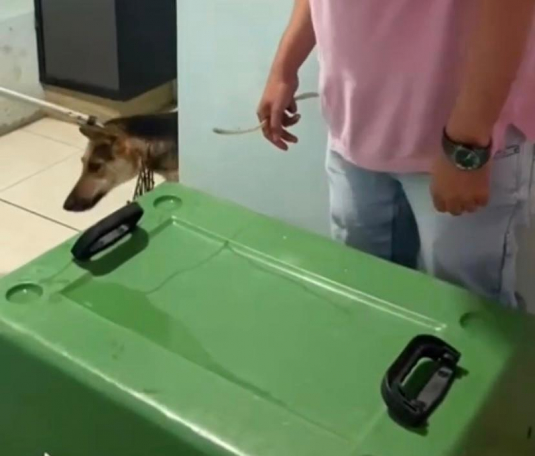 Ação solidária: FUNAT resgata cão em situação crítica no KM63 após esforços da comunidade