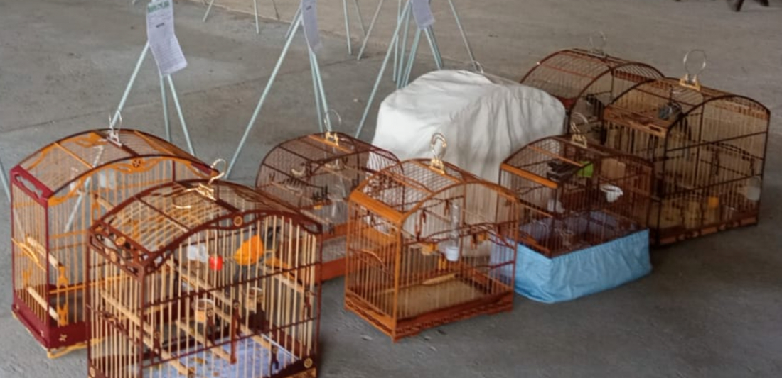 Torneio com pássaros de até R$ 50 mil termina em corre-corre, fuga e apreensão em Tubarão