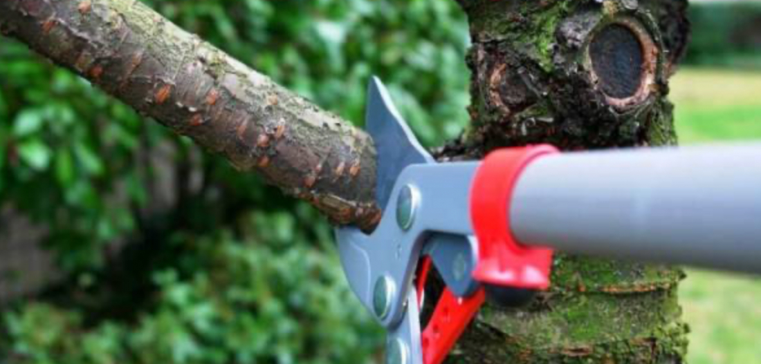 Idoso se irrita com poda de árvore e atira contra trabalhadores em Jaguaruna